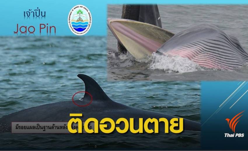 ทช.สรุป "เจ้าปิ่น" วาฬบรูด้าติดอวนจมน้ำตาย-ไม่พบพลาสติก