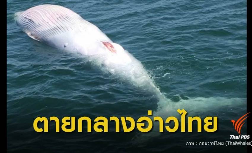 วาฬบรูด้า ตายกลางทะเลอ่าวไทย