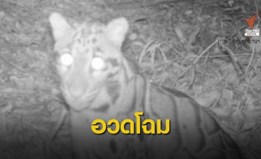 พบ "เสือลายเมฆ" ครั้งแรกในรอบ 20 ปี แถบป่าเทือกเขาพนมดงรัก