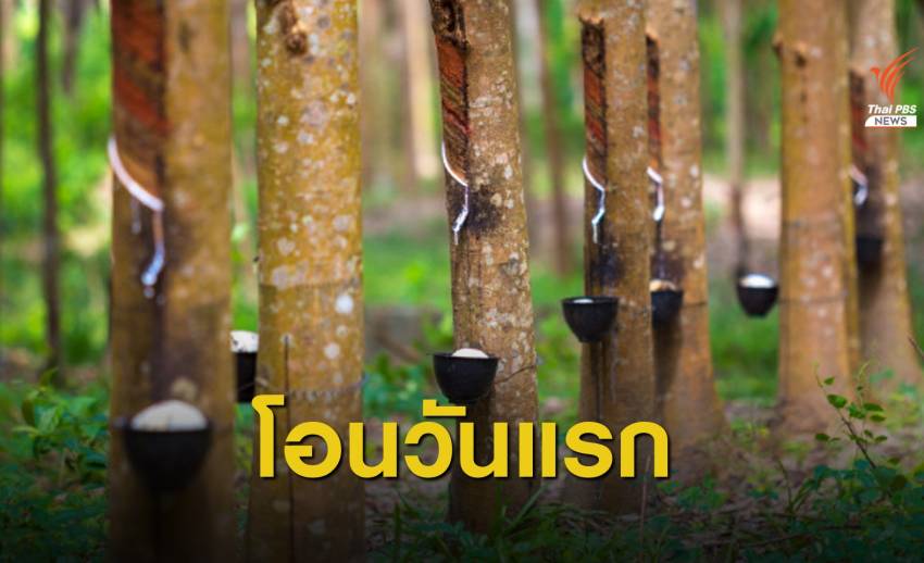 ดีเดย์! ธ.ก.ส.โอนเงินประกันรายได้เกษตรกรชาวสวนยาง เฟส 2