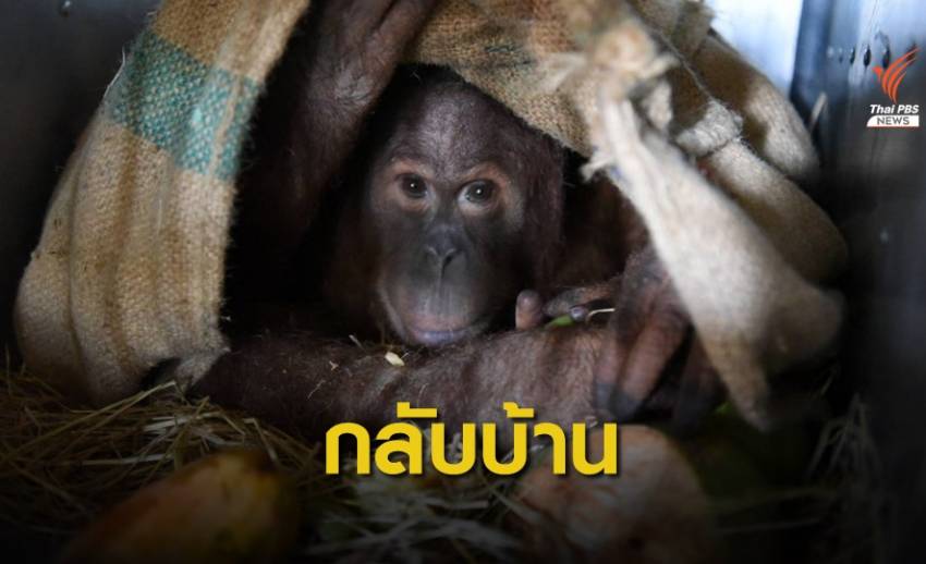 ส่งคืน "นาตาลี- อุ๋งอิ๋ง" ลิงอุรังอุตังกลับอินโดนีเซีย 