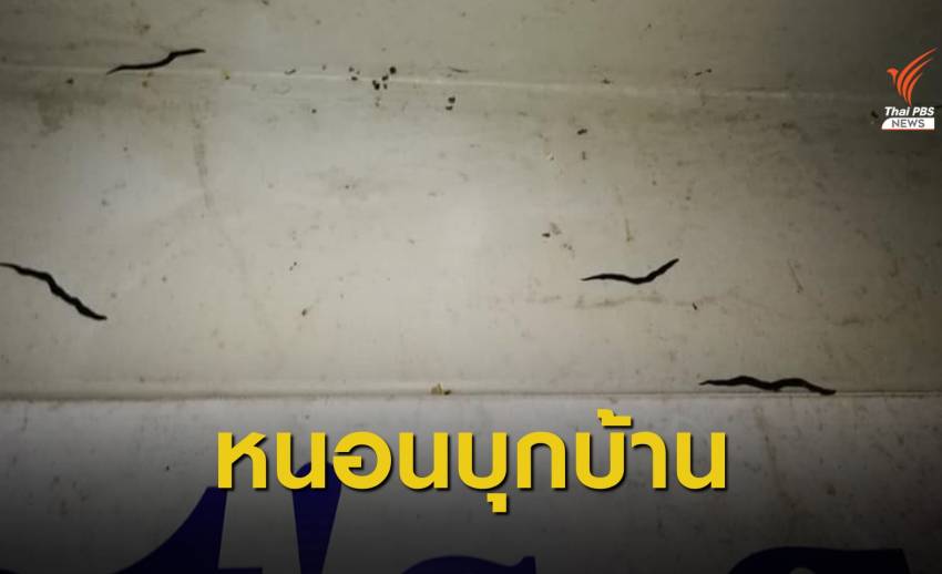 เจออีกแล้ว! หนอนตัวแบนนิวกินี เอเลียนสปีชีส์ บุกบ้านภูเก็ต