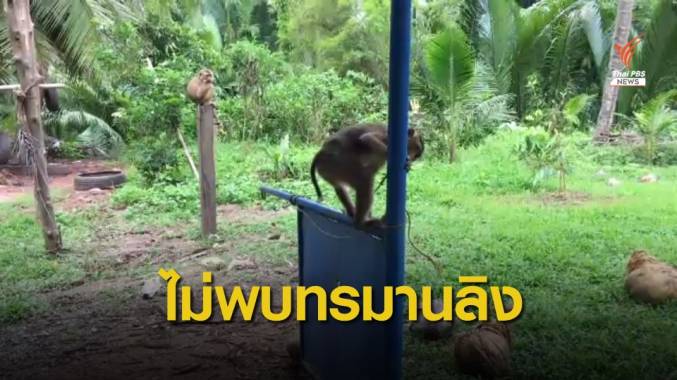 ผู้ว่าฯ สุราษฎร์ธานี เผยไม่พบการทรมานลิงเก็บมะพร้าว