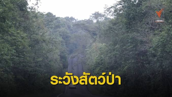 "รถชนลิง"ยังไม่สั่งปิด "เขาใหญ่" วอนคนขับรถระวัง-คุมความเร็ว