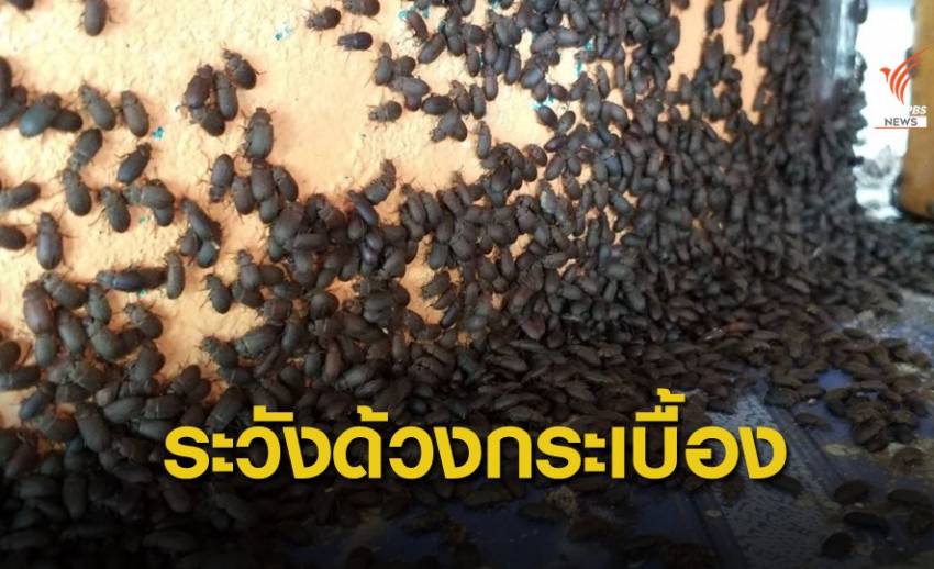 เตือน "ด้วงกระเบื้อง" ช่วงหน้าฝน ถูกขีดข่วนรีบล้างด้วยสบู่