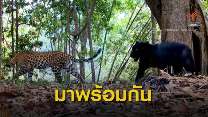 "เสือดาว - เสือดำ" โชว์ตัวพร้อมกัน อุทยานแห่งชาติคลองลาน