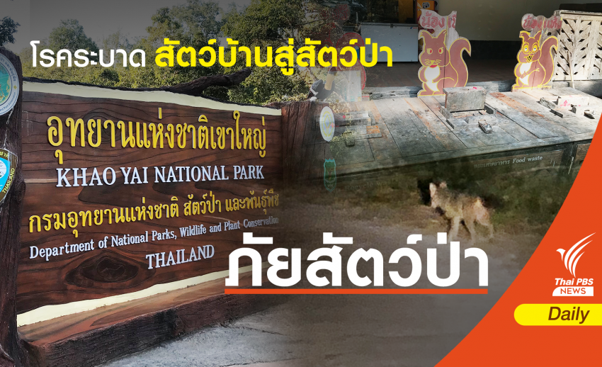อันตราย! โรคระบาดสัตว์ "พาหมา-แมว" เที่ยวอุทยาน
