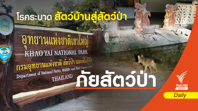 อันตราย! โรคระบาดสัตว์ "พาหมา-แมว" เที่ยวอุทยาน