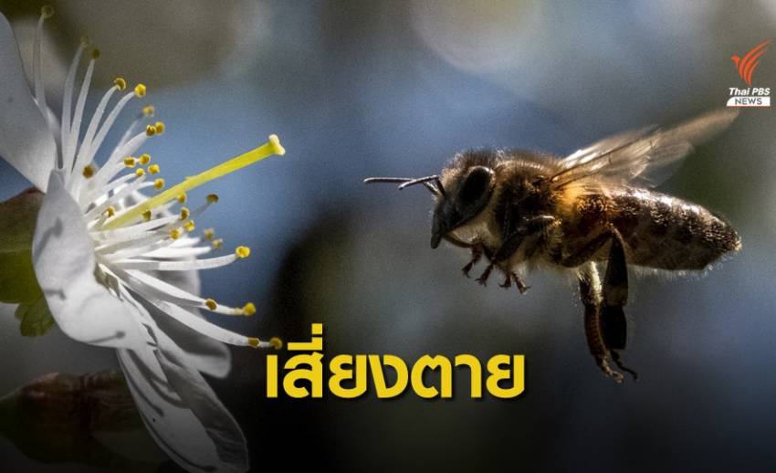 อันตราย! ใช้ผึ้งต่อยปาก หวังเป็นรูปกระจับ แพทย์เตือนอาจตายได้ 