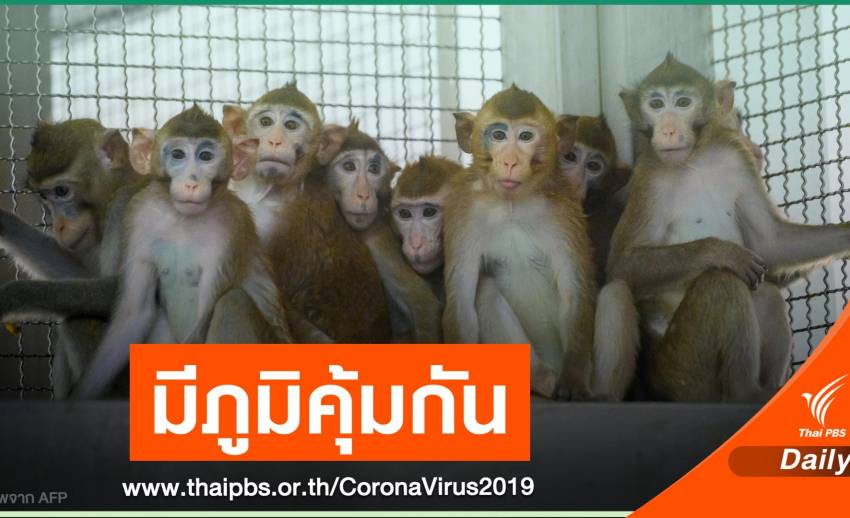 ความหวังใหม่! นักวิจัยไทยทดสอบวัคซีน COVID-19 ในลิงฉลุย