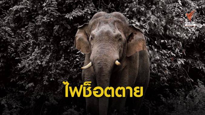เศร้า! "พลายติ่งรู" ช้างป่าเขาใหญ่ ไฟช็อตตาย-เอาผิดรีสอร์ต