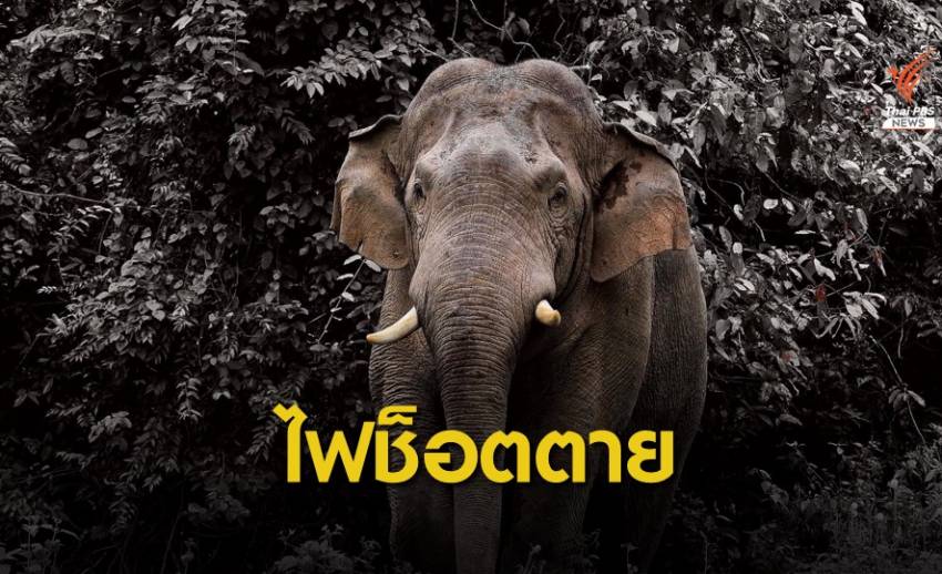 เศร้า! "พลายติ่งรู" ช้างป่าเขาใหญ่ ไฟช็อตตาย-เอาผิดรีสอร์ต