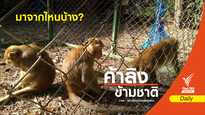 รอยสัก! บ่งชี้ลิงถูกปล่อยทิ้งเมืองสุพรรณฯ มาจาก "ชัยนาท-ลพบุรี"