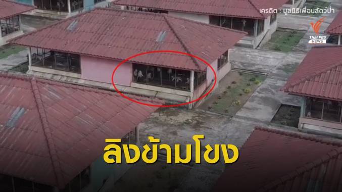 เปิดคลิปลับ! จุดพักลิงข้ามโขงนับหมื่นตัว ส่งขายจีน-สหรัฐฯ