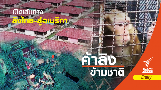 เปิดเส้นทางค้าลิงไทย-สู่อเมริกา "สัตว์ทดลอง-เปิปพิสดาร"