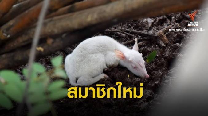แปลก! สวนสัตว์โคราชได้ "ลูกเก้งเผือก" คนแห่ดูเพียบ