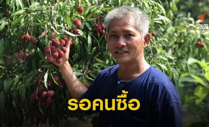 "ลิ้นจี่พันธุ์ค่อม" ออกผลเต็มต้นคาสวน หลังถูกยกเลิกการสั่งจอง