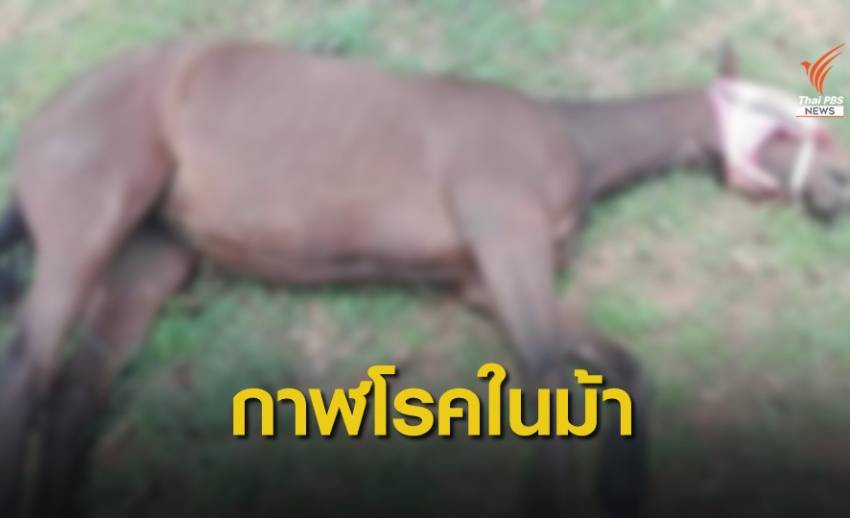 ปศุสัตว์ชี้ "ม้า" ตายที่ปากช่องป่วยกาฬโรคในม้า