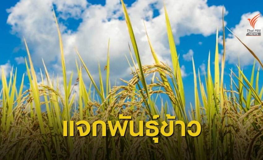 "กรมการข้าว" แจก 5 พันธุ์ข้าวพระราชทาน ให้เกษตรกรทั่วไทย