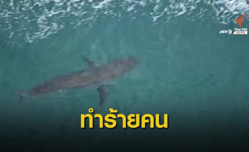 "ฉลาม" ในออสเตรเลียทำร้ายนักโต้คลื่นเสียชีวิต