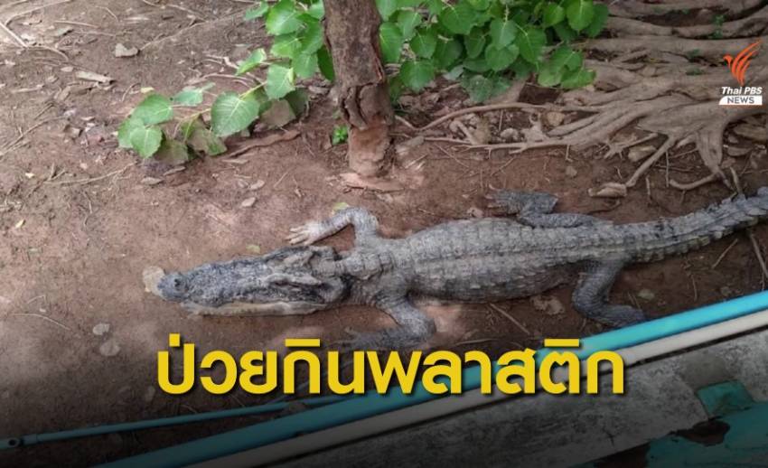 คำตอบ! "จระเข้ผอมบึงสีไฟ" กินพลาสติก-ยันมีงบเลี้ยงปีละ 5 พัน