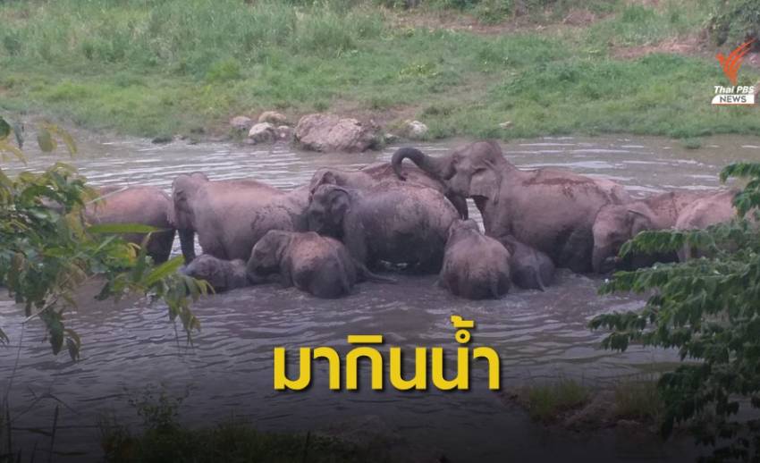 ช้างป่าแก่งกระจาน พาสมาชิกแรกเกิด 3 ตัว มากินน้ำสระเขาหุบเต่า