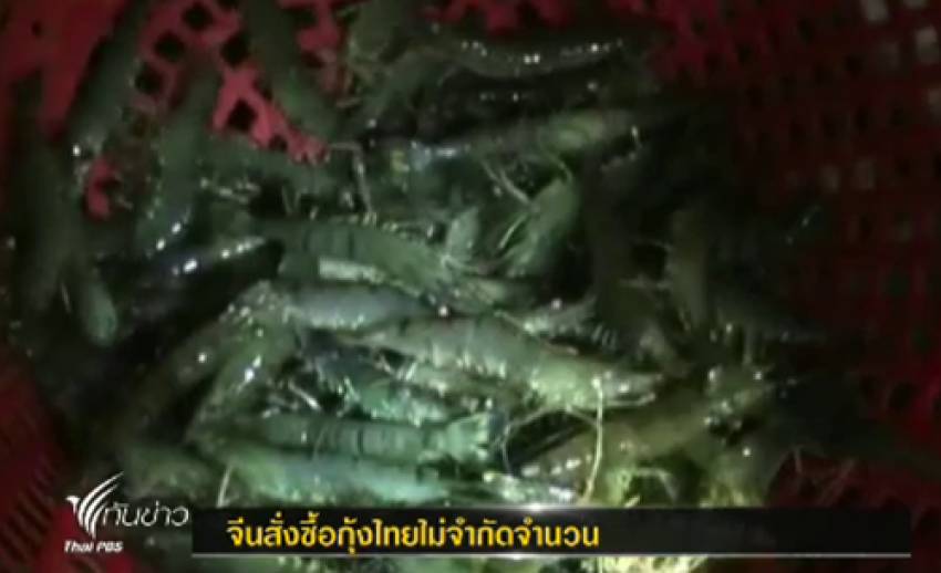 เกษตรกร จ.กระบี่เลี้ยงกุ้งกุลาดำมากขึ้น หลังจีนสั่งซื้อไม่จำกัด