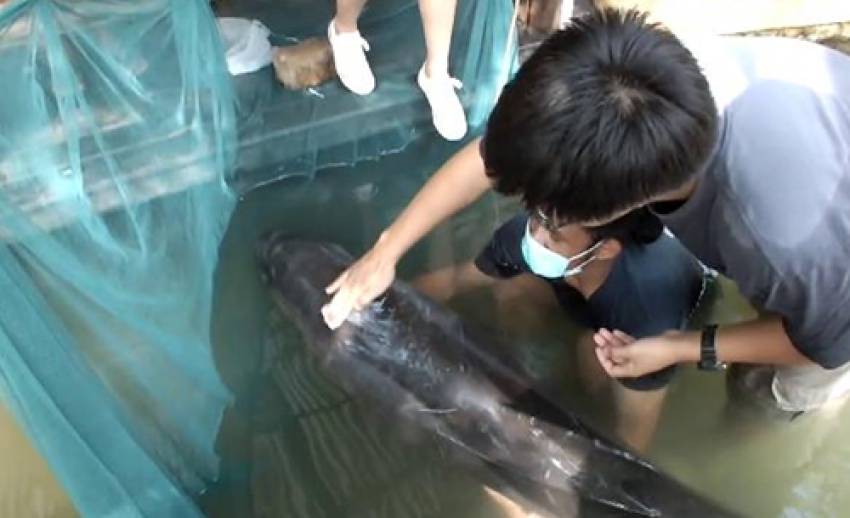 ผู้ว่าฯตราด สั่งหน่วยงานที่เกี่ยวข้องเร่งช่วยเหลือ ลูกวาฬเพชฌฆาต 2 ตัว