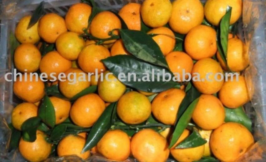 เกษตรฯตรวจเข้ม“ส้ม” นำเข้าจากจีน รับตรุษจีน แยก"ใบส้ม" คุมโรค - ขยะต้องกำจัดเพิ่ม