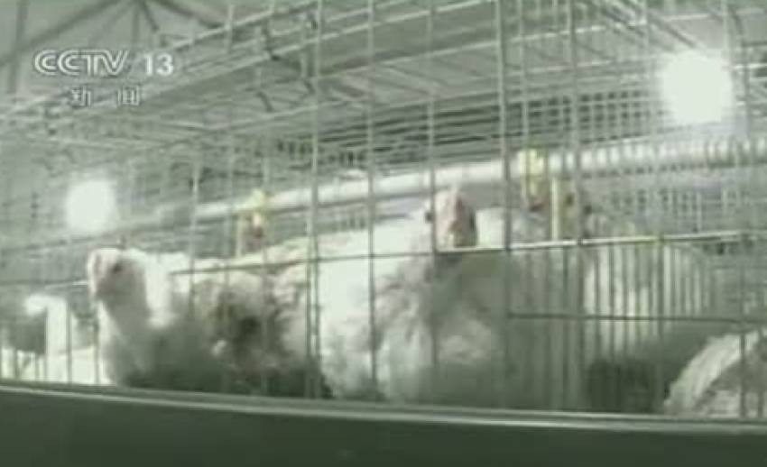 “ซีซีทีวี” เผยฟาร์มเลี้ยงไก่ในจีนใช้ยาเร่งไก่โตผิดธรรมชาติ 