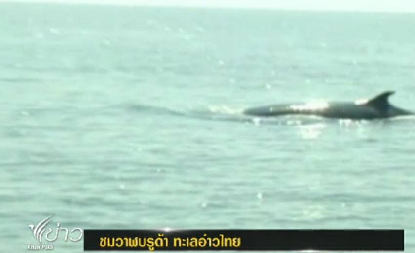 นักท่องเที่ยวแห่ชมวาฬบรูด้าบริเวณทะเลด้านอ่าวไทย