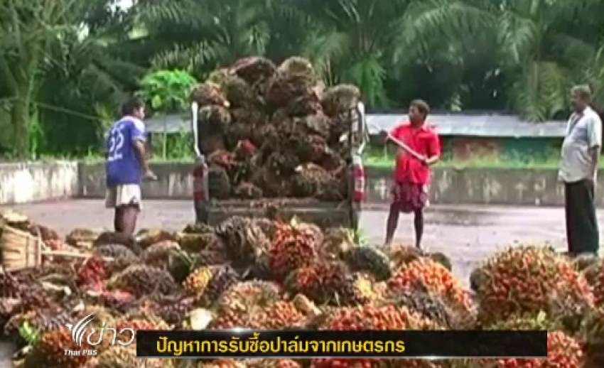 ผู้ประกอบการหลายแห่งในกระบี่ ยังรับซื้อปาล์มตามราคาที่รัฐฯ อุดหนุน ส่งผลให้เกษตรกรยอมขาดทุน
