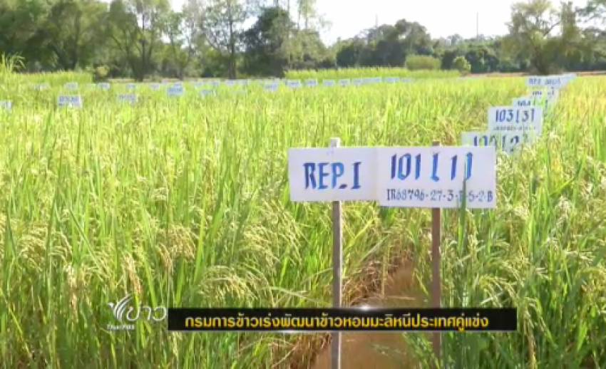 กรมการข้าวเร่งพัฒนาพันธุ์ข้าวหอมมะลิ หลังพบคุณภาพข้าวเริ่มต่ำลง