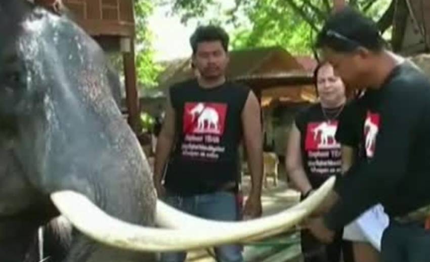 เจ้าของวังช้างอยุธยา ทำพิธีตัดงาช้างที่ทำร้ายนักท่องเที่ยวเสียชีวิต