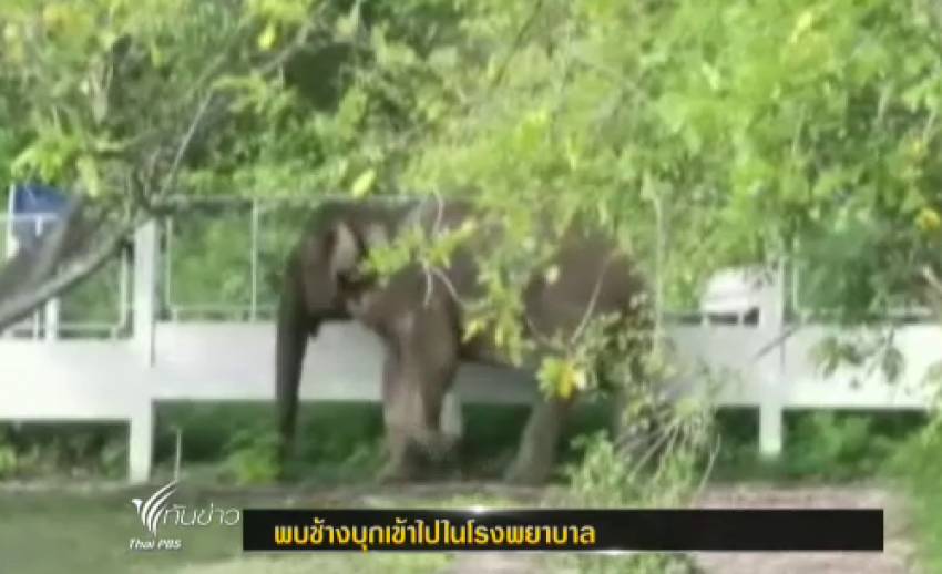 เกิดเหตุ "ช้างป่า" บุกรพ.ท่ากระดาน จ.กาญจนบุรี ทำลายกำแพง-พืชไร่เสียหาย