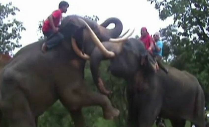 กลุ่มผู้เลี้ยงช้างหลายจังหวัดค้านร่าง พ.ร.บ.สงวนและคุ้มครองสัตว์ป่า