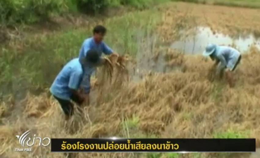 ชาวบ้าน 2 จังหวัดร้องเรียนโรงงานทำนาข้าวเสียหาย