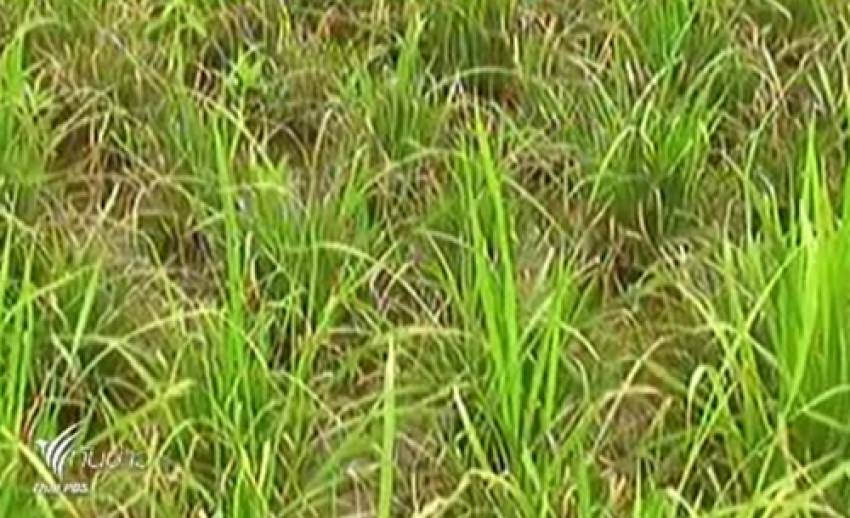 เกิดโรคขอบใบแห้งระบาดนาข้าวในจ.พะเยา เสียหายกว่า 500 ไร่