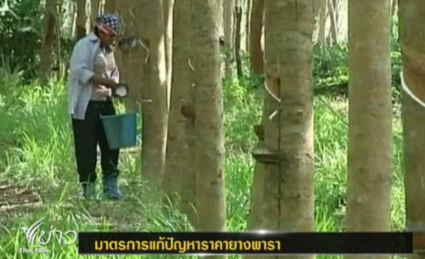 ก.เกษตรฯเตรียมของบฯ 15,000 ล้านบาท ช่วยเหลือผู้ปลูกยาง