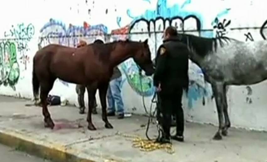 ม้าวิ่งเตลิดกลางถนนหลวงในเม็กซิโก