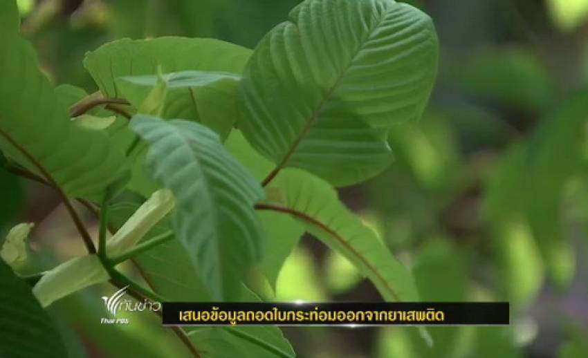 "ป.ป.ส." เตรียมหารือถอด "ใบกระท่อม" พ้นบัญชียาเสพติด