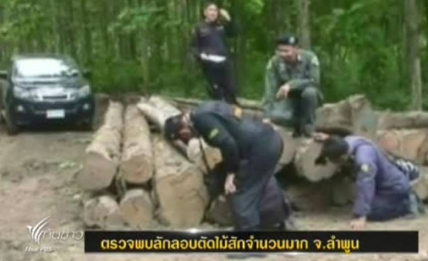 เจ้าหน้าที่ป่าไม้ตรวจพบลักลอบตัดไม้สักจำนวนมากใน จ.ลำพูน