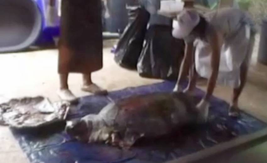 พบเต่าตนุอายุกว่า 20 ปี เกยชายหาดบ้านเพ จ.ระยอง
