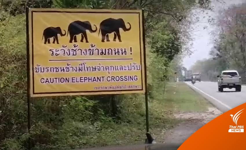 กรมอุทยานฯ เตือนระวัง "ช้างป่าสลักพระ" ขับรถชนมีโทษ