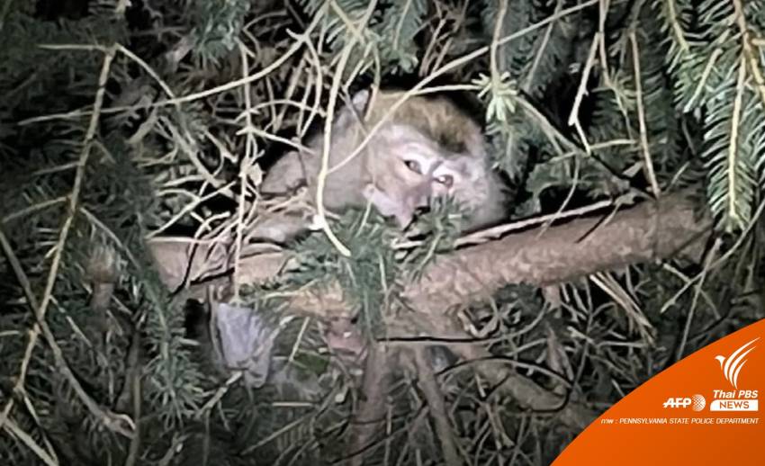 รถชนบนทางหลวงในเพนซิลเวเนีย พบขนลิงแสม 100 ตัวส่งห้องทดลอง
