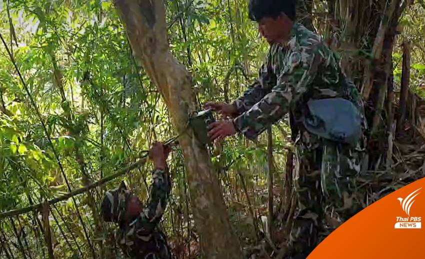 ติดกล้องดักถ่าย "เสือโคร่ง" - จัดชุดลาดตระเวนป่าบ้านปิล๊อกคี่
