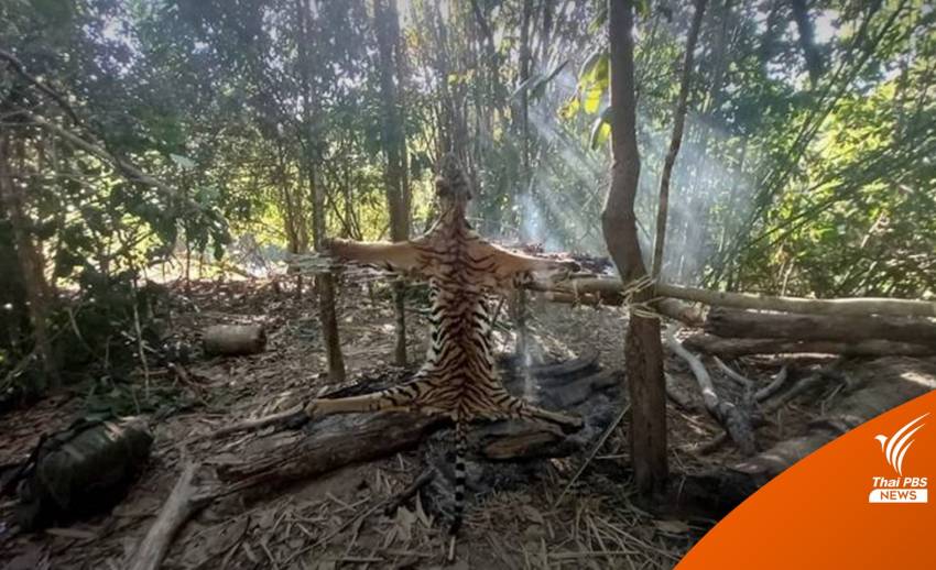 บ่งชี้รูปคดี!  DNA “เสือโคร่ง” ถูกฆ่าป่าทองผาภูมิ เป็นแม่ลูกกัน