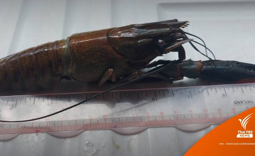 "กุ้งเครย์ฟิช" เอเลี่ยนสปีชีส์ อันตรายต่อสิ่งแวดล้อม?