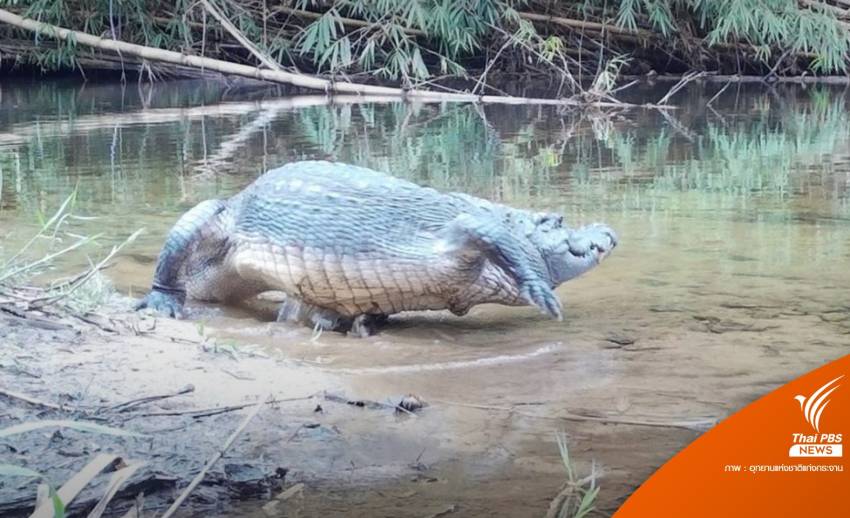 สำรวจแม่น้ำเพชรบุรี พบ "จระเข้น้ำจืด" สัตว์ใกล้สูญพันธุ์