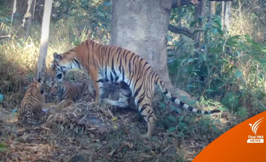 เปิดภาพหายาก ‘แม่เสือโคร่ง’ พร้อมลูก 2 ตัว ในอุทยานฯ แม่วงก์